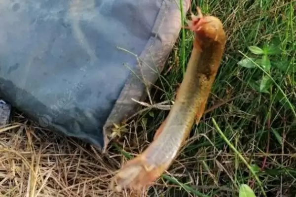 钓泥鳅是否需要打窝情况(钓泥鳅需要打窝吗，通常不需要打窝)？插图2