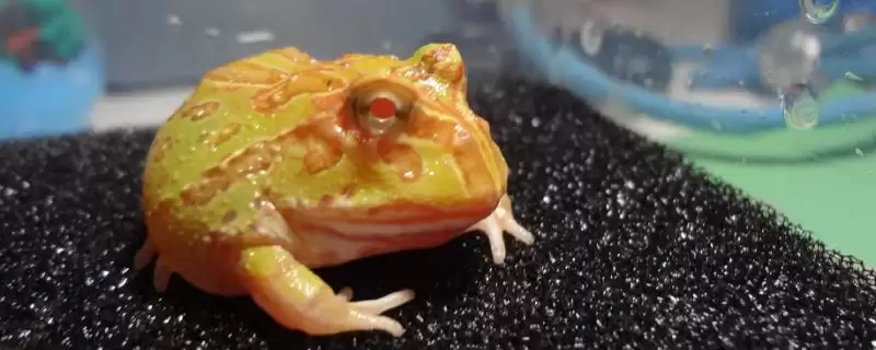 角蛙养殖难度相关情况介绍(角蛙好不好养，好养只需要有较好的水环境即可)？-会东网