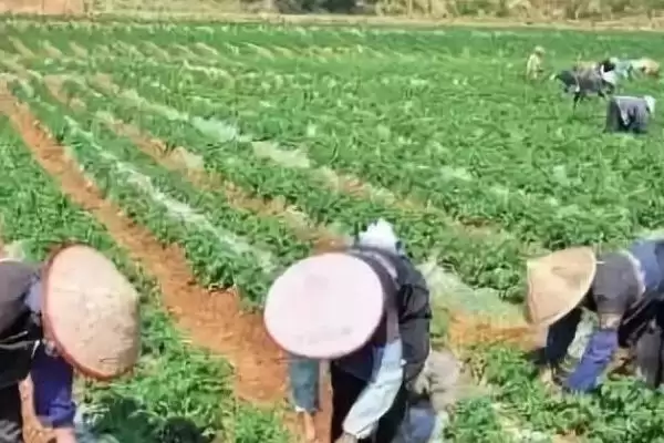 甘薯冷床育苗技术相关要点(甘薯冷床育苗技术简介,需调好温、浇好水、炼好苗等)?插图3 甘薯冷床育苗技术相关要点(甘薯冷床育苗技术简介,需调好温、浇好水、炼好苗等)?插图3