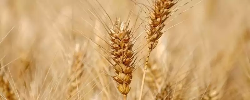周丰173小麦种子介绍与适宜播期(周丰173小麦种子介绍及适宜播期)?插图 周丰173小麦种子介绍与适宜播期(周丰173小麦种子介绍及适宜播期)?插图