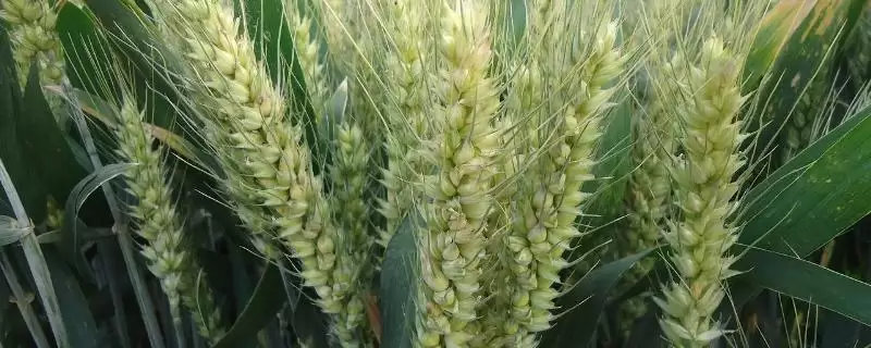 河农085小麦种情况、抗病能力(河农085小麦种简介,高抗叶锈病)?-会东网