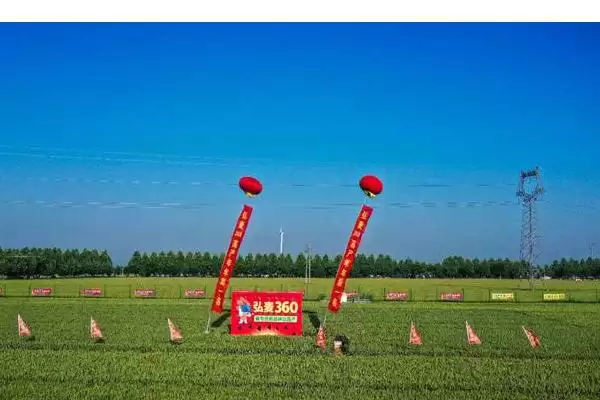 镇麦15品种简介与春性中熟品种特性(镇麦15品种简介及春性中熟品种特性)？插图4