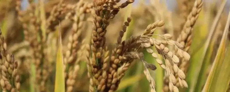 苏秀326水稻种子生育期情况(苏秀326全生育期平均157.5天)?插图 苏秀326水稻种子生育期情况(苏秀326全生育期平均157.5天)?插图