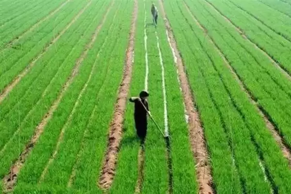 小麦叶枯病发病规律及4-5月发病情况(小麦叶枯病发病规律及发病时间)?插图7 小麦叶枯病发病规律及4-5月发病情况(小麦叶枯病发病规律及发病时间)?插图7