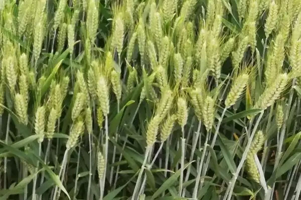 糯麦1号小麦种子特征介绍(糯麦1号小麦种子特征待补充)？插图1