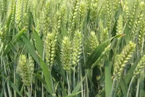 冀糯200小麦品种情况、地下害虫防治(冀糯200小麦品种简介，防治地下害虫)？插图3