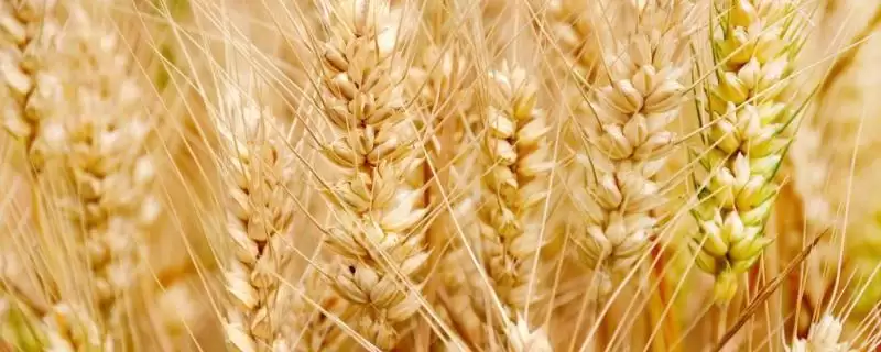 存麦11小麦品种特性、全生育期(存麦11小麦品种的特性,全生育期228天)?-会东网