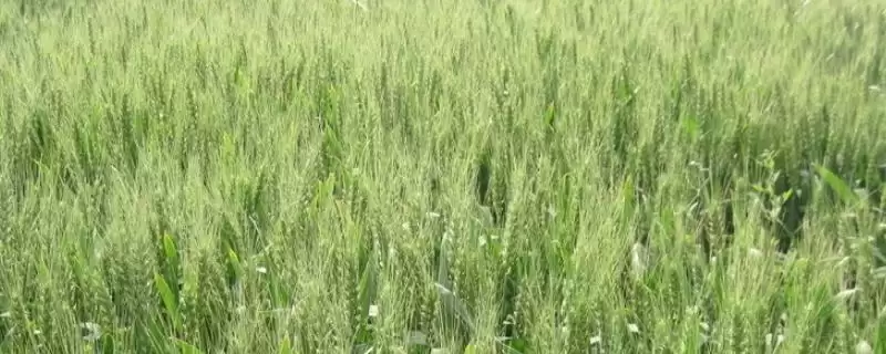 江麦277小麦品种情况、适宜基本苗数(江麦277小麦品种简介，每亩适宜基本苗14万—22万)？-会东网