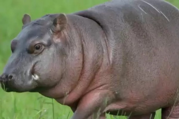 河马能否私人养殖相关情况(河马能否私人养殖,属于危险动物不能私人养殖)?插图2 河马能否私人养殖相关情况(河马能否私人养殖,属于危险动物不能私人养殖)?插图2