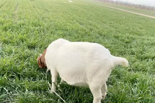 防止羊啃麦苗的用药相关问题(打什么药可以防止羊啃麦苗,一般不建议使用药剂来避免羊啃麦苗)?插图4 防止羊啃麦苗的用药相关问题(打什么药可以防止羊啃麦苗,一般不建议使用药剂来避免羊啃麦苗)?插图4