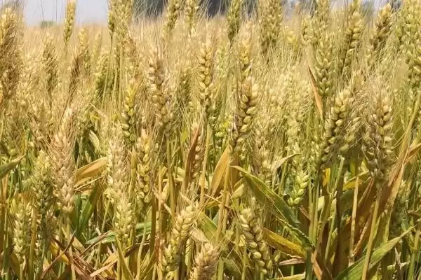 咸麦341小麦品种简介与生育期时长(咸麦341小麦品种简介及生育期)？插图1