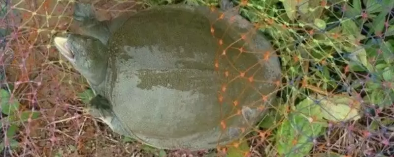 用什么钓甲鱼合适及常用饵料介绍(用什么钓甲鱼合适及常用饵料介绍)？-会东网