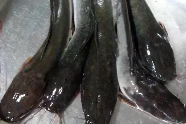 野生鲶鱼重量及与鲶鱼种类关系(野生鲶鱼一般多少斤及与种类关系)?插图1 野生鲶鱼重量及与鲶鱼种类关系(野生鲶鱼一般多少斤及与种类关系)?插图1