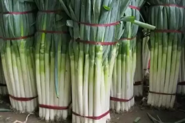 大葱保鲜有5种方法可尝试(大葱保鲜方法有何特点与效果)？插图3