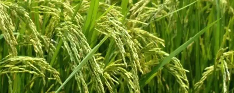 福两优5号水稻种子需适时播种(福两优5号水稻种子适时播种有何重要性)？-会东网