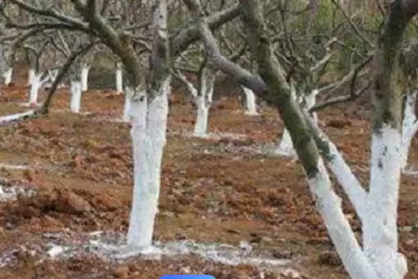 软枣猕猴桃北方过冬方法(软枣猕猴桃北方入冬前需修剪、施肥)?插图2 软枣猕猴桃北方过冬方法(软枣猕猴桃北方入冬前需修剪、施肥)?插图2