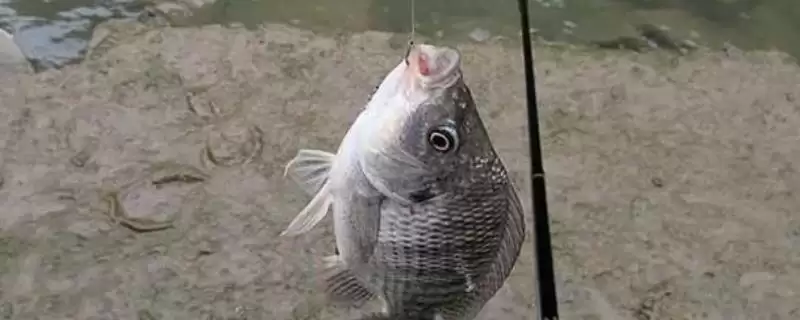 罗非鱼垂钓水层选择(罗非鱼一般以钓底为主)?-会东网