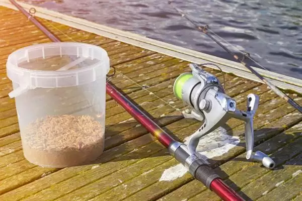 钓白条鱼的技巧相关要点(钓白条鱼的技巧,主流钓法是钓浮)?插图3 钓白条鱼的技巧相关要点(钓白条鱼的技巧,主流钓法是钓浮)?插图3