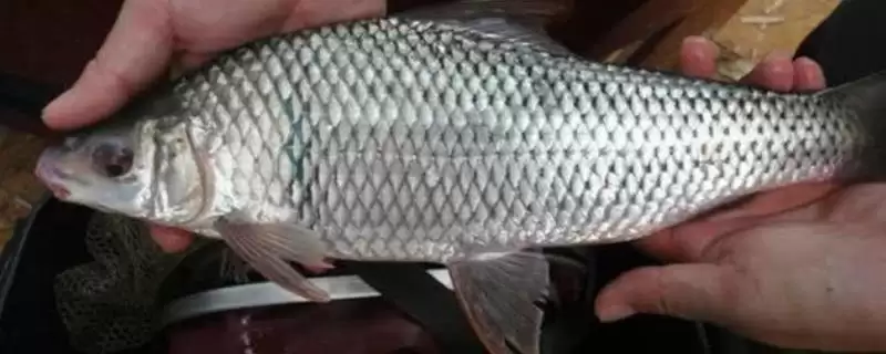 鲮鱼类别属性介绍(鲮鱼是常见淡水鱼类)?插图 鲮鱼类别属性介绍(鲮鱼是常见淡水鱼类)?插图