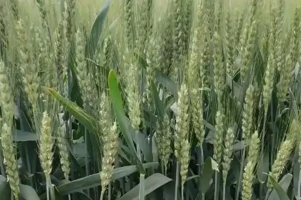 科大111小麦品种特性、适宜基本苗数(科大111小麦品种的特性,每亩适宜基本苗15~20万)?插图2 科大111小麦品种特性、适宜基本苗数(科大111小麦品种的特性,每亩适宜基本苗15~20万)?插图2