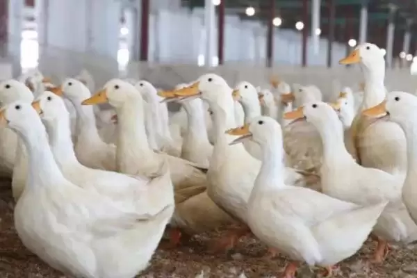 肉鸭应激饲养要点(肉鸭夏季应激饲养要注意通风)?插图1 肉鸭应激饲养要点(肉鸭夏季应激饲养要注意通风)?插图1