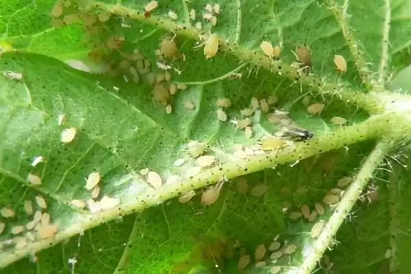 棚室内降低湿度方式介绍(棚室内降低湿度可选用无滴膜等)?插图12 棚室内降低湿度方式介绍(棚室内降低湿度可选用无滴膜等)?插图12