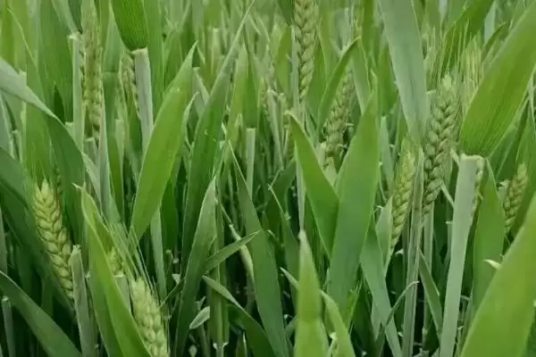 厚德麦981小麦种子特点、适宜播期(厚德麦981小麦种子特点，适宜播期10月上中旬)？插图1