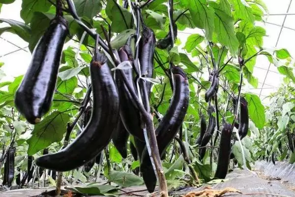春季适合种植的蔬菜种类(春季适合种植哪些蔬菜，可种植油菜、春大蒜、茄子等)？插图3