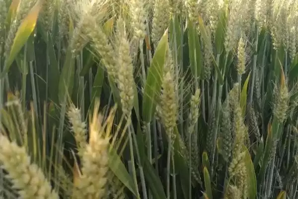 稷麦209小麦种情况、所属类型(稷麦209小麦种简介，半冬性品种)？插图3