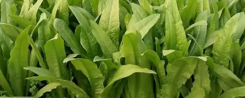 油麦菜和莴笋叶区别及外观差异分析(油麦菜和莴笋叶有啥区别及外观差异)?-会东网