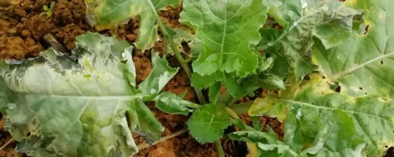 油菜苗期病虫草害防治方法及措施(油菜苗期病虫草害咋防治及措施)?-会东网