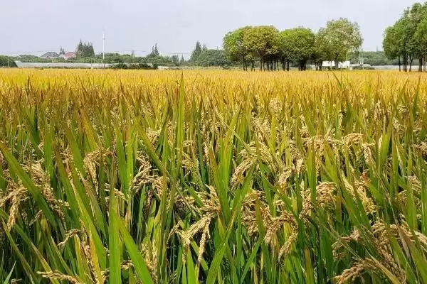 炳优华占水稻种子大田用种量每亩1公斤(炳优华占水稻种子大田用种量有何依据)？插图2