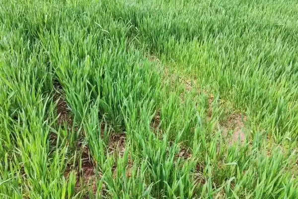 小麦施磷肥方法及氮钾锌肥配施要点(小麦施磷肥咋做及配施要点)?插图2 小麦施磷肥方法及氮钾锌肥配施要点(小麦施磷肥咋做及配施要点)?插图2