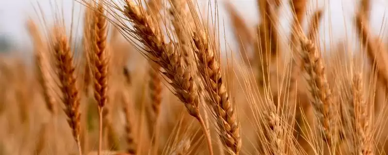 科腾麦6号小麦种子特点、适宜播期(科腾麦6号小麦种子特点，适宜播期10月5日～15日)？-会东网