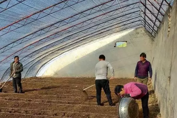 棚室内降低湿度方式介绍(棚室内降低湿度可选用无滴膜等)?插图4 棚室内降低湿度方式介绍(棚室内降低湿度可选用无滴膜等)?插图4