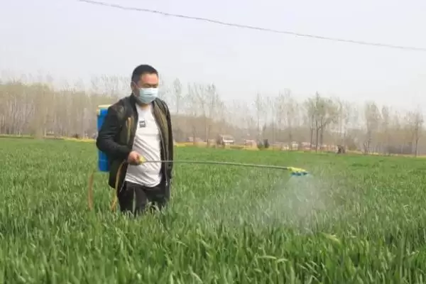 小麦管理及用药方法与生长阶段关系(小麦管理及用药咋做与生长阶段)？插图5