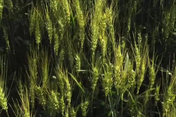 中麦623小麦种子特点与适宜基本苗数(中麦623小麦种子特点及适宜基本苗数)?插图3 中麦623小麦种子特点与适宜基本苗数(中麦623小麦种子特点及适宜基本苗数)?插图3