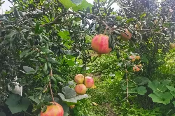 石榴种植方法及播种前种子处理要点(怎么种植石榴及播种前种子处理要点)?插图1 石榴种植方法及播种前种子处理要点(怎么种植石榴及播种前种子处理要点)?插图1