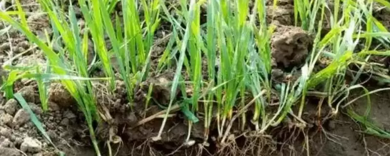 小麦断根方法及越冬前开始操作要点(小麦断根咋做及越冬前操作要点)？-会东网