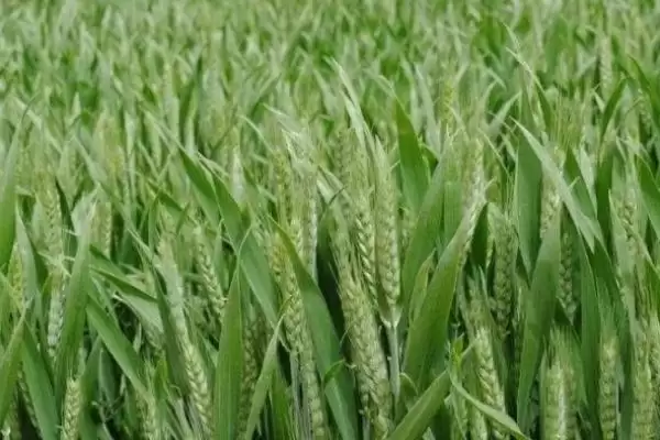 南紫麦298小麦种子防虫要点(南紫麦298适时防治白粉病和赤霉病)？插图3