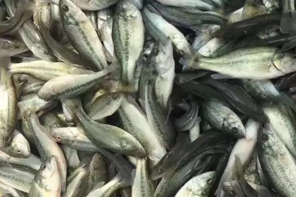 淡水鲈鱼的养殖具体方法(淡水鲈鱼如何养殖,需根据水色和透明度及时加注新水)?插图4 淡水鲈鱼的养殖具体方法(淡水鲈鱼如何养殖,需根据水色和透明度及时加注新水)?插图4