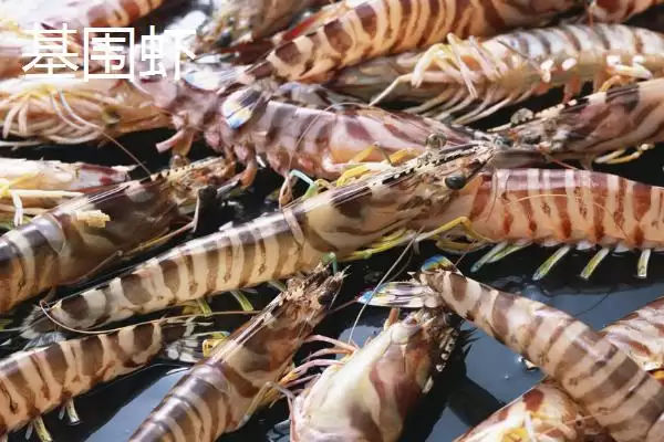 草虾产地及在我国分布广泛情况(草虾的产地在哪及在我国分布情况)？插图3