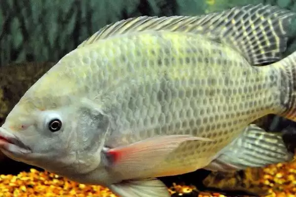 金袖鱼钩的常见程度相关情况(金袖鱼钩,是最常用的一种袖钩)?插图6 金袖鱼钩的常见程度相关情况(金袖鱼钩,是最常用的一种袖钩)?插图6