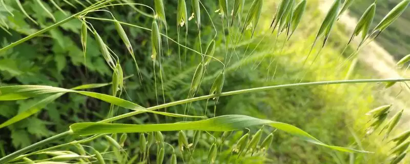 野燕麦食用性及成熟种子食用情况(野燕麦能不能吃及成熟种子食用情况)?-会东网