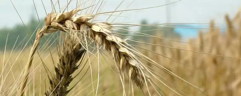 龙麦40小麦品种播期(龙麦40适应区4月上旬播)?-会东网