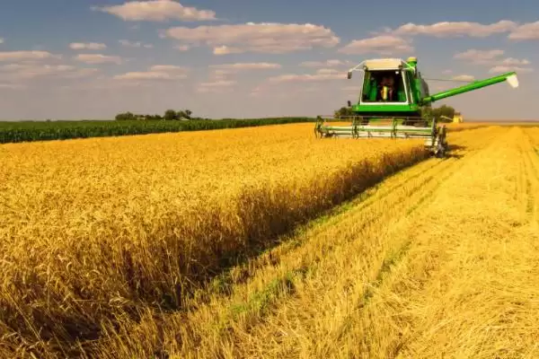扬麦38小麦品种简介与熟期对比(扬麦38小麦品种简介及熟期对比)?插图1 扬麦38小麦品种简介与熟期对比(扬麦38小麦品种简介及熟期对比)?插图1