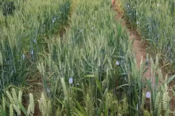 盐麦7号小麦种子特征特性与抗条锈病(盐麦7号小麦种子特征及抗条锈病)？插图1