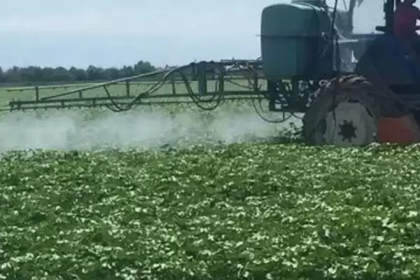 棉花药害补救方法介绍(棉花药害可喷清水稀释农药补救)?插图3 棉花药害补救方法介绍(棉花药害可喷清水稀释农药补救)?插图3