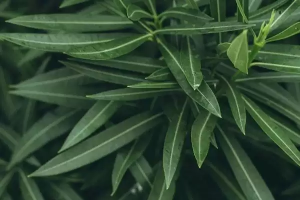 鹅不能吃的植物种类情况(鹅不能吃什么植物，不能吃臭椿叶、灰灰菜、楝树叶等)？插图4