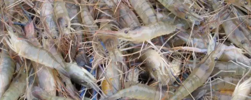 草虾产地及在我国分布广泛情况(草虾的产地在哪及在我国分布情况)？-会东网